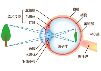 目の仕組み