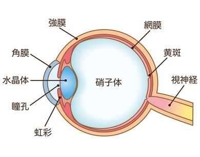 硝子体手術とは